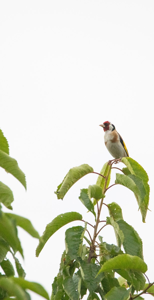 European Goldfinch - ML633894691