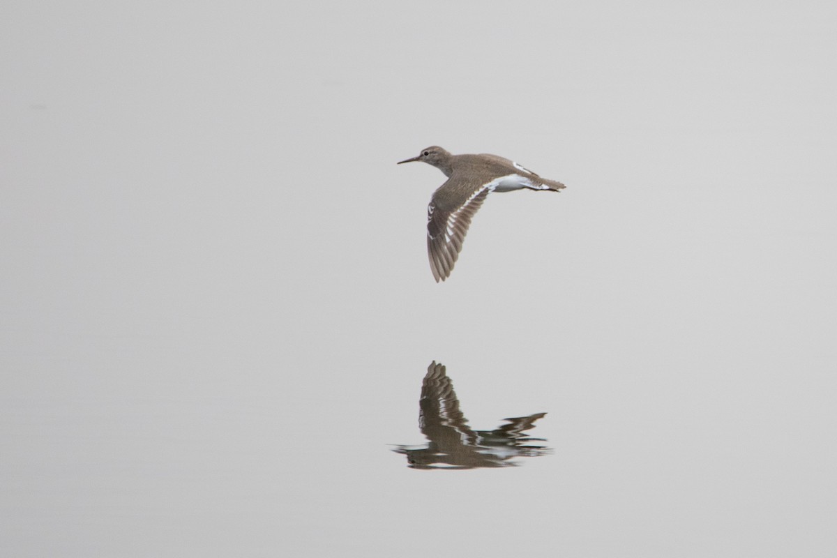 Common Sandpiper - ML633894697