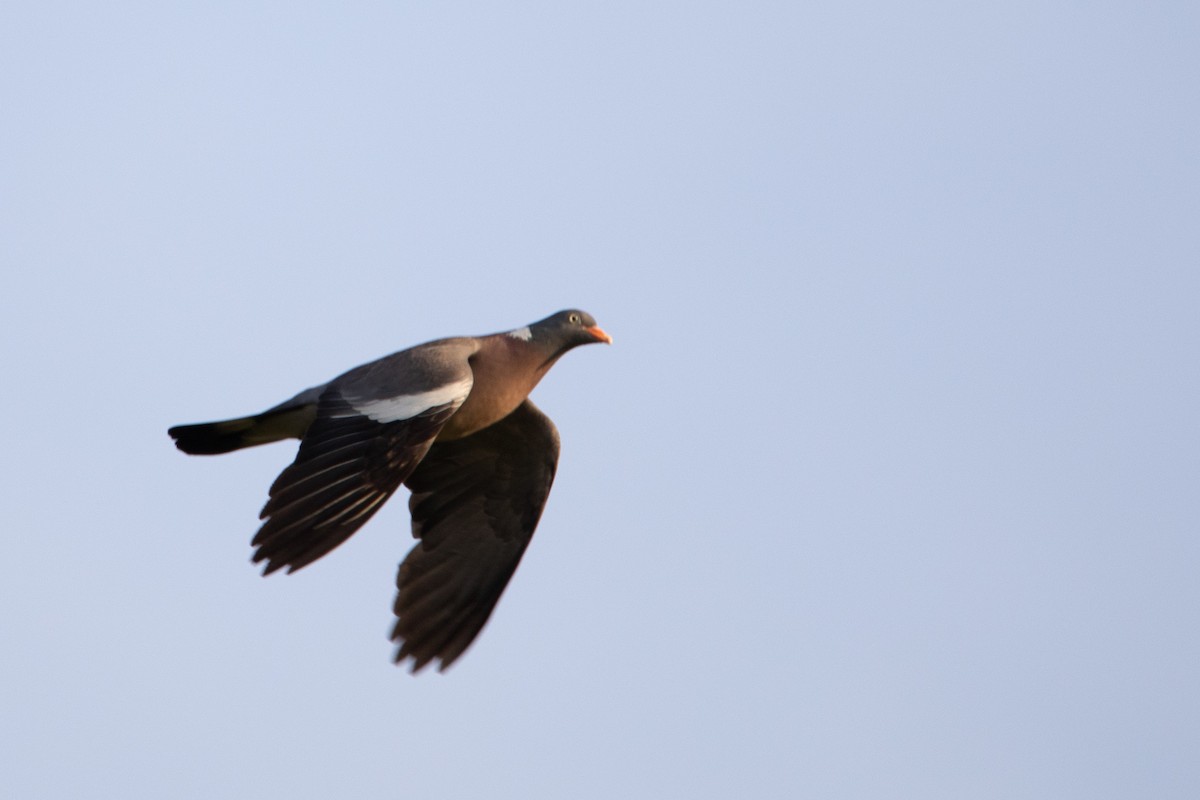 Common Wood-Pigeon - ML633894704