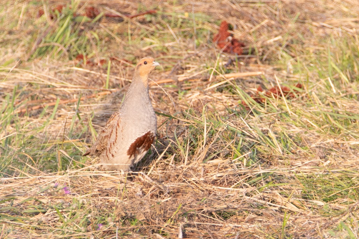 Gray Partridge - ML633894715