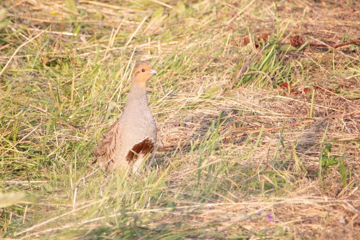 Gray Partridge - ML633894716