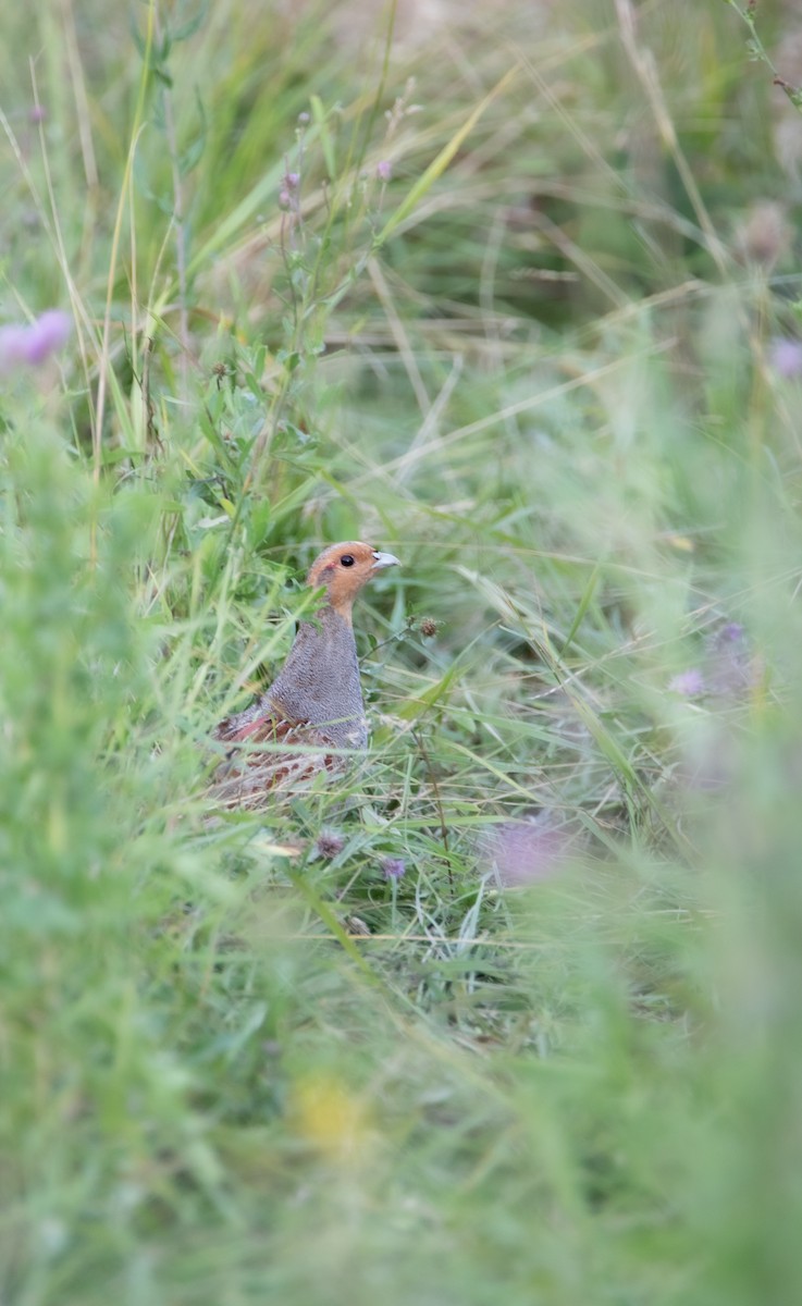 Gray Partridge - ML633894717