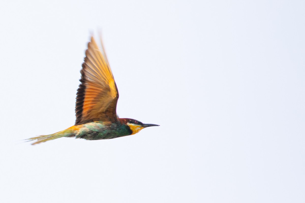 European Bee-eater - ML633894720