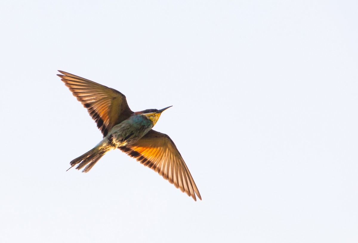 European Bee-eater - ML633894721