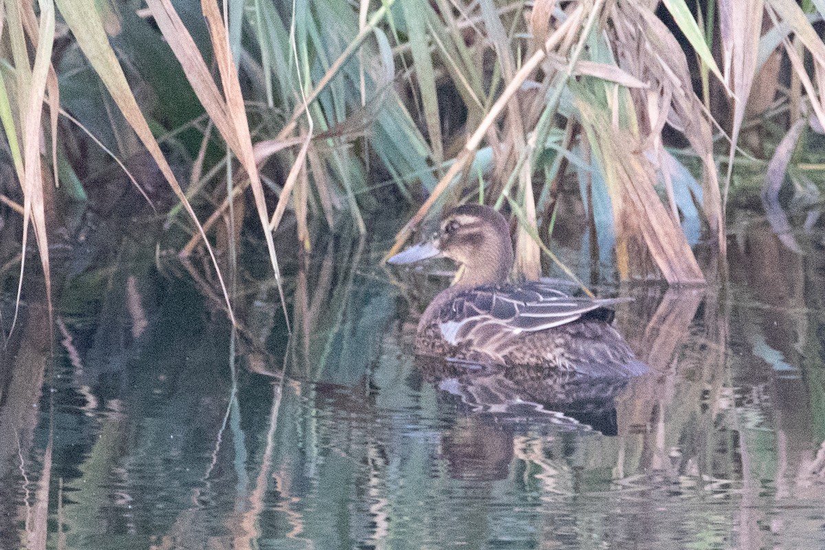 Garganey - ML633894730