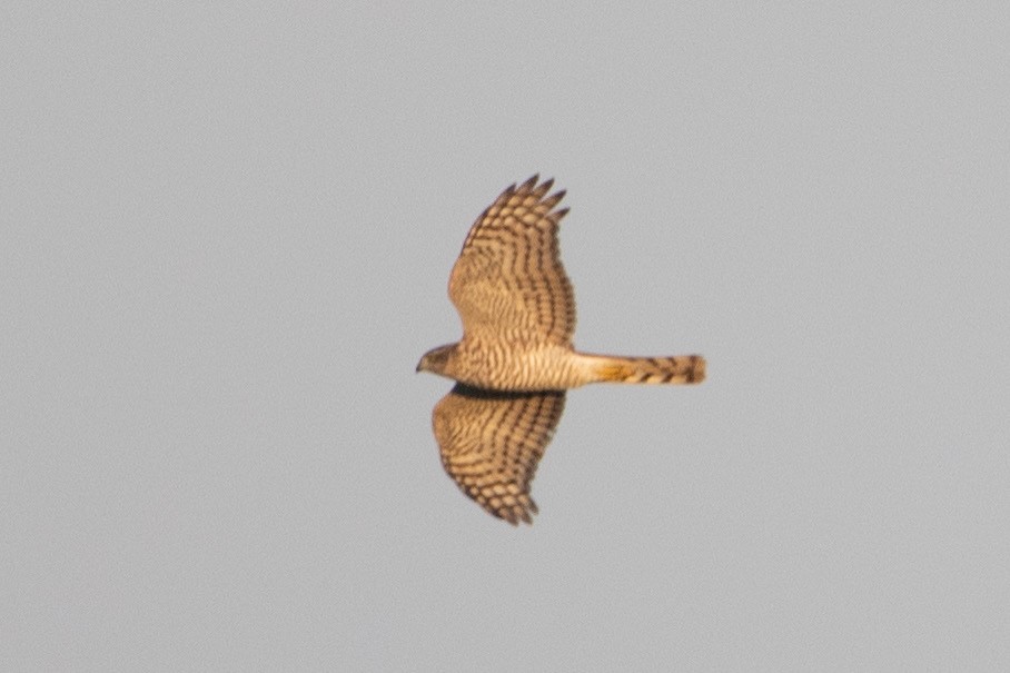 Eurasian Sparrowhawk - ML633894739