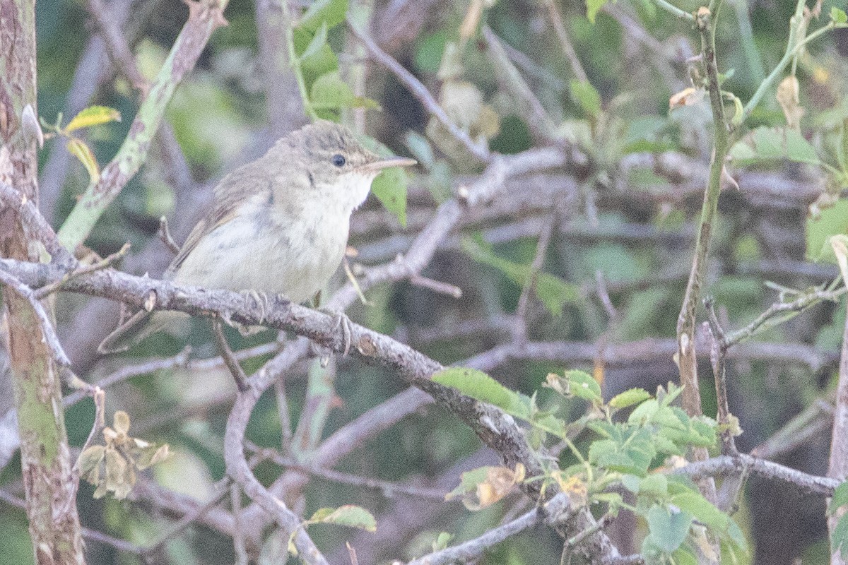 Eastern Olivaceous Warbler - ML633894746