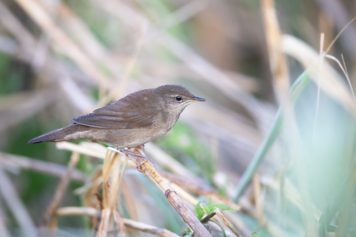 Savi's Warbler - ML633894757