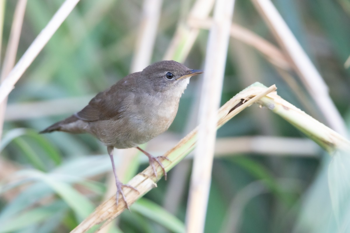 Savi's Warbler - ML633894758