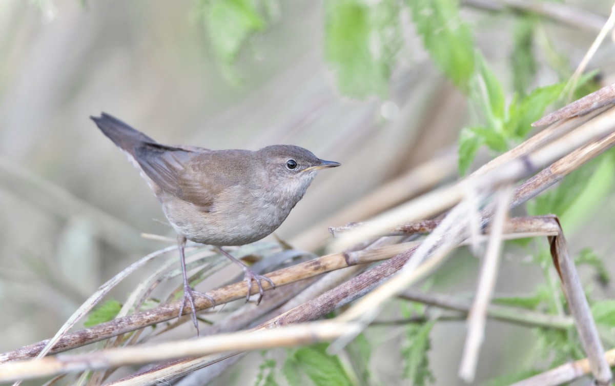 Savi's Warbler - ML633894759