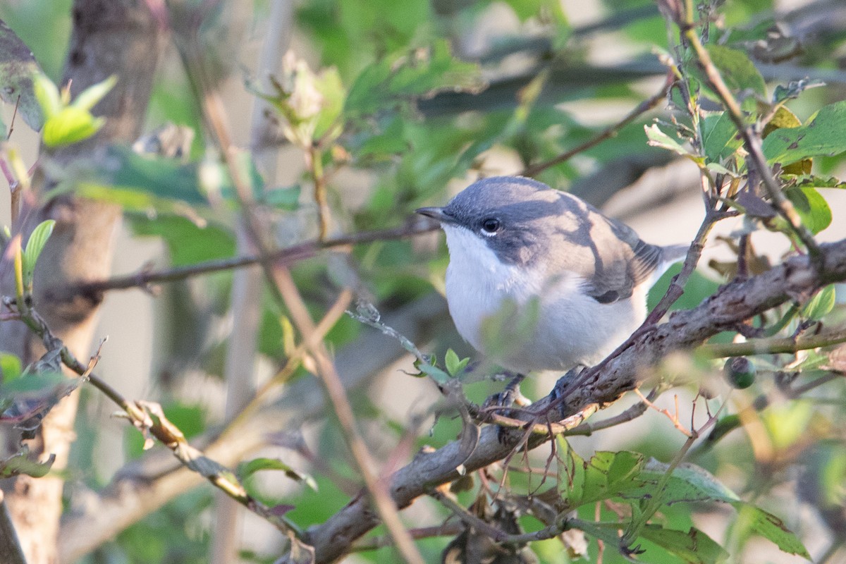Lesser Whitethroat - ML633894761
