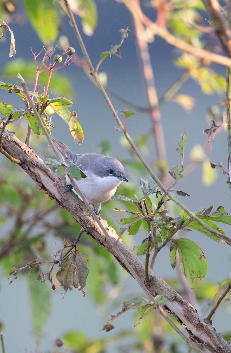 Lesser Whitethroat - ML633894762