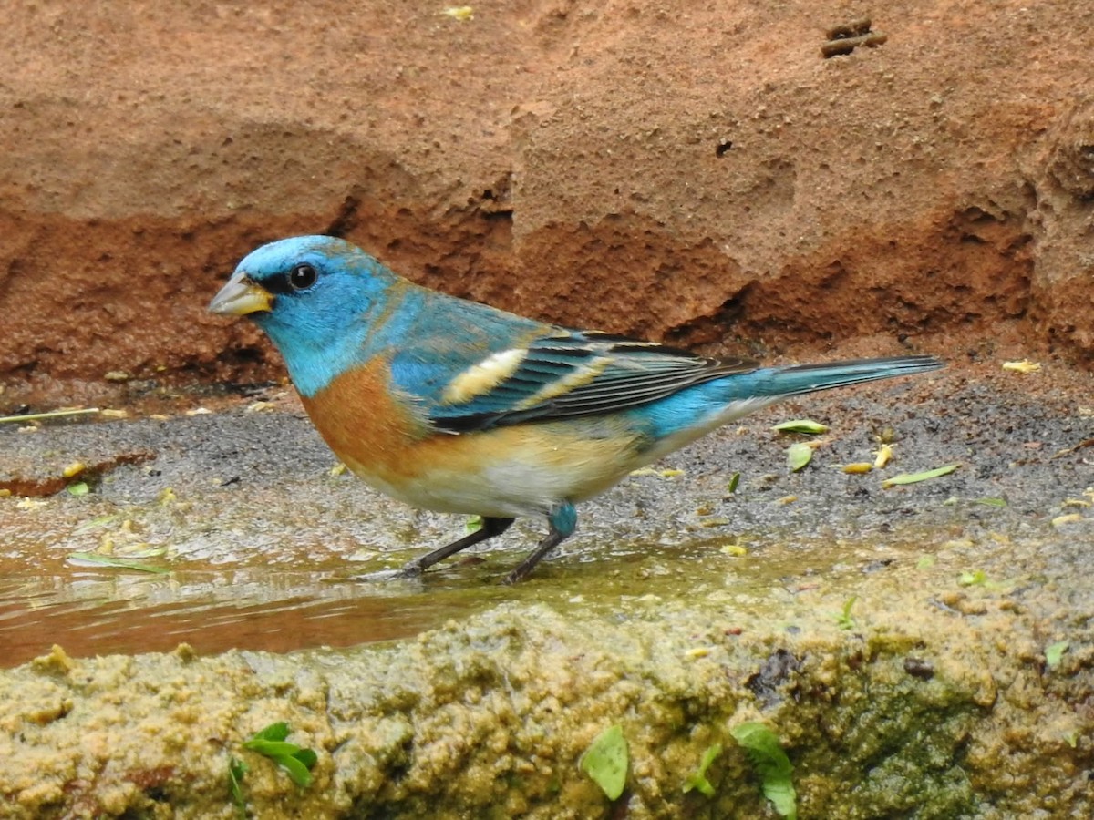 Lazuli Bunting - ML633894765