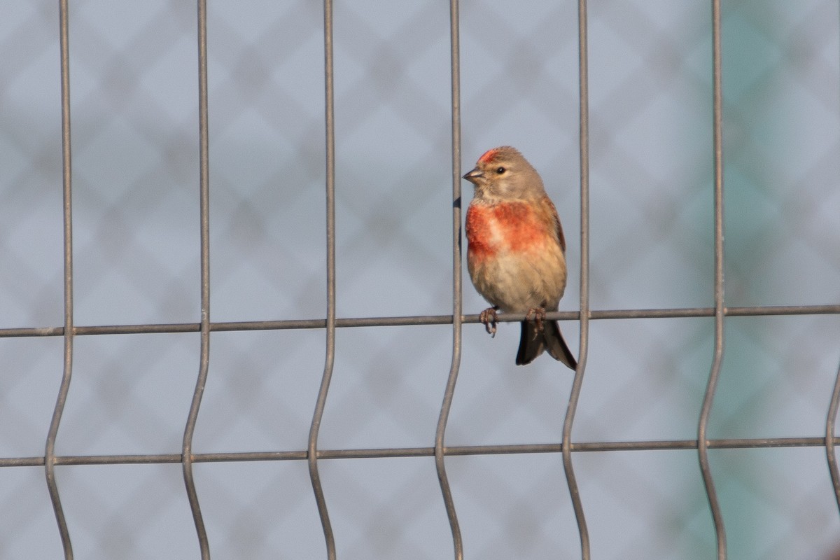 Eurasian Linnet - ML633894767