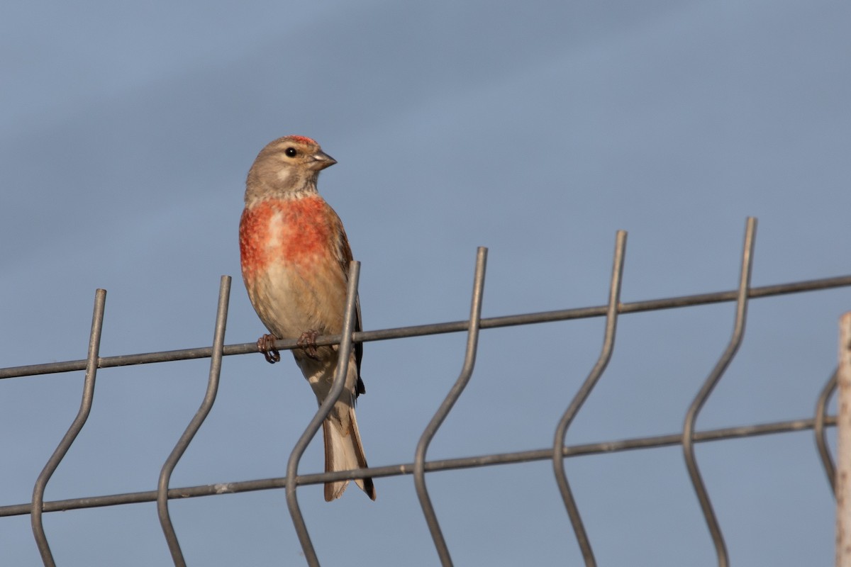 Eurasian Linnet - ML633894768