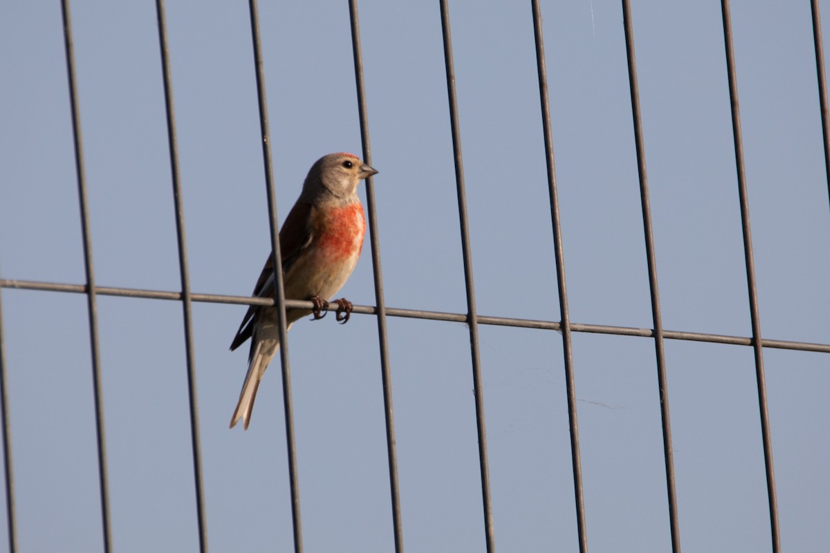 Eurasian Linnet - ML633894769