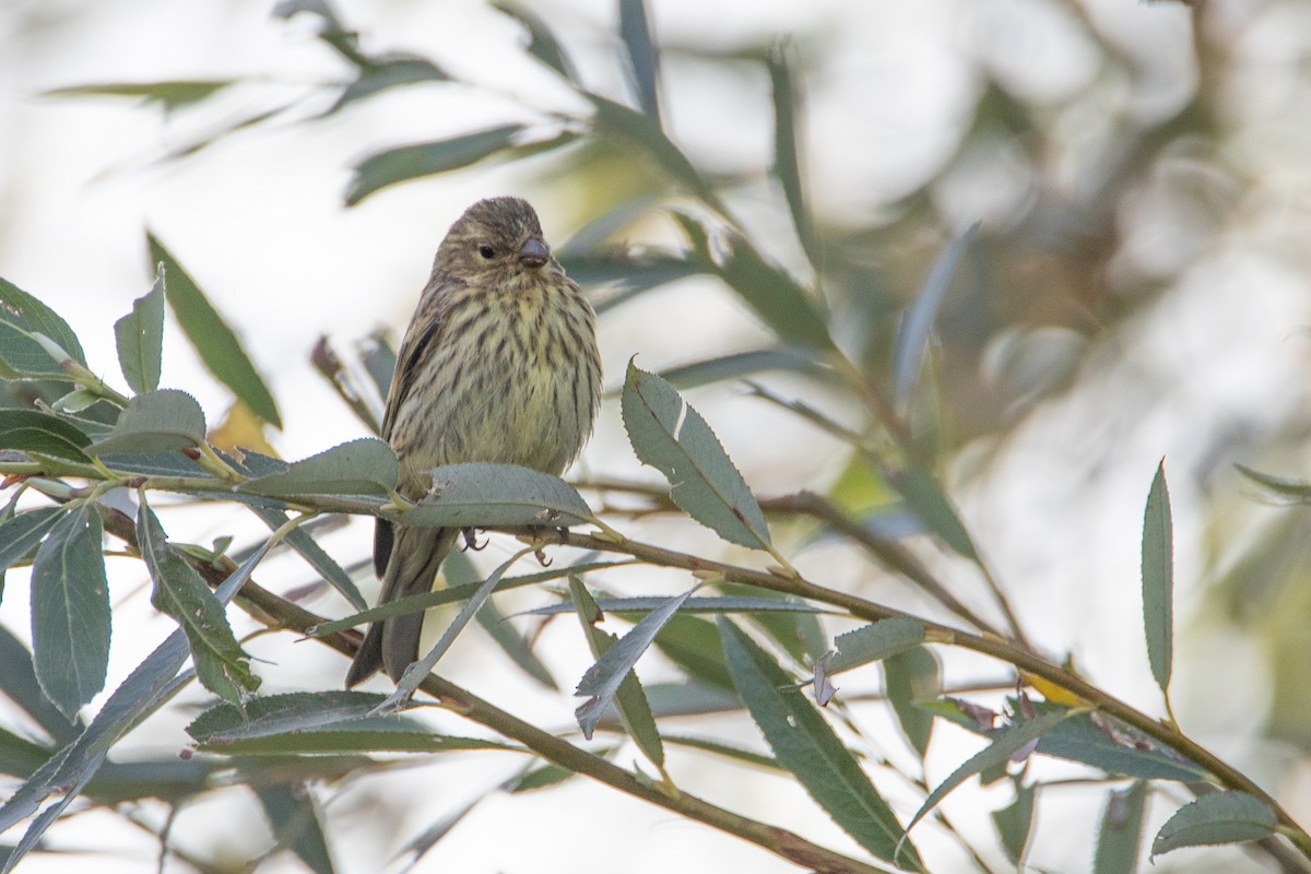 European Serin - ML633894789