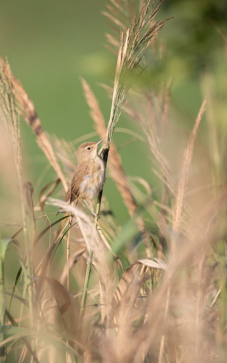 Common Reed Warbler - ML633894794