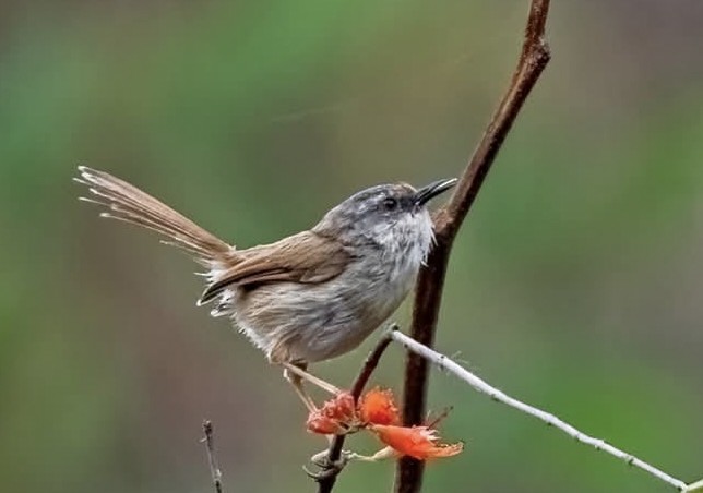 Gray-crowned Prinia - ML633894832