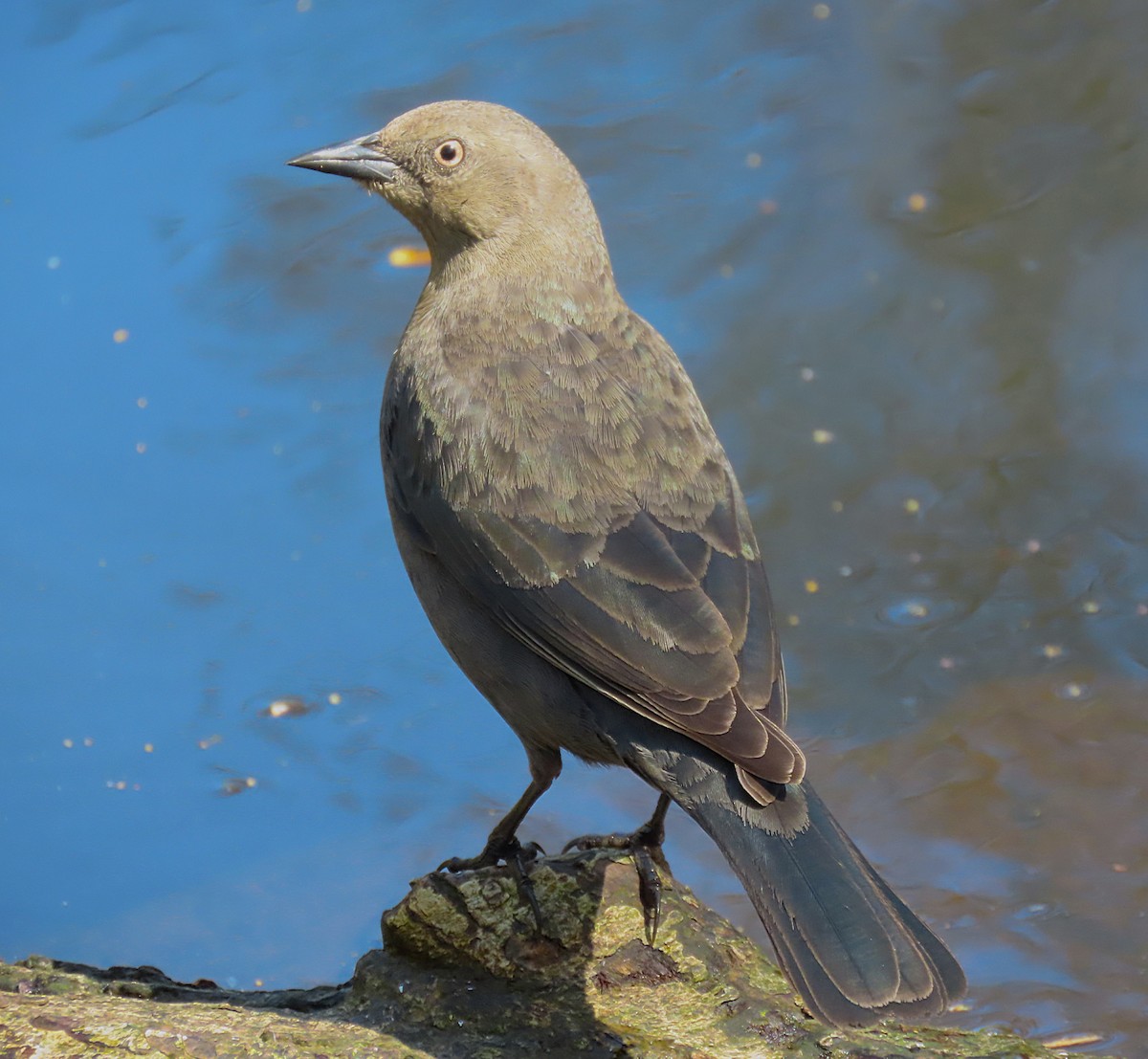 purpurhodetrupial - ML633894927