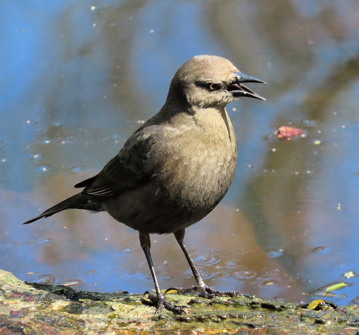 purpurhodetrupial - ML633894941