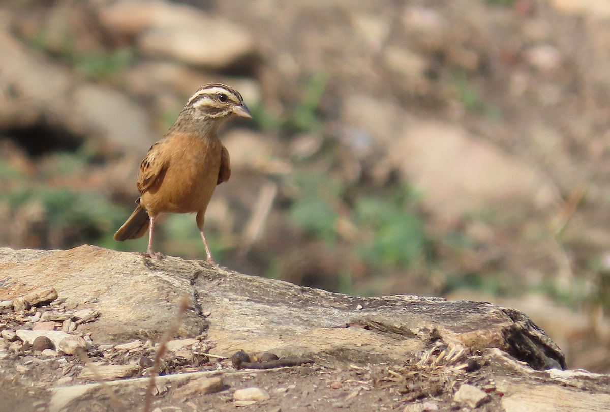 Gosling's Bunting - ML633894960