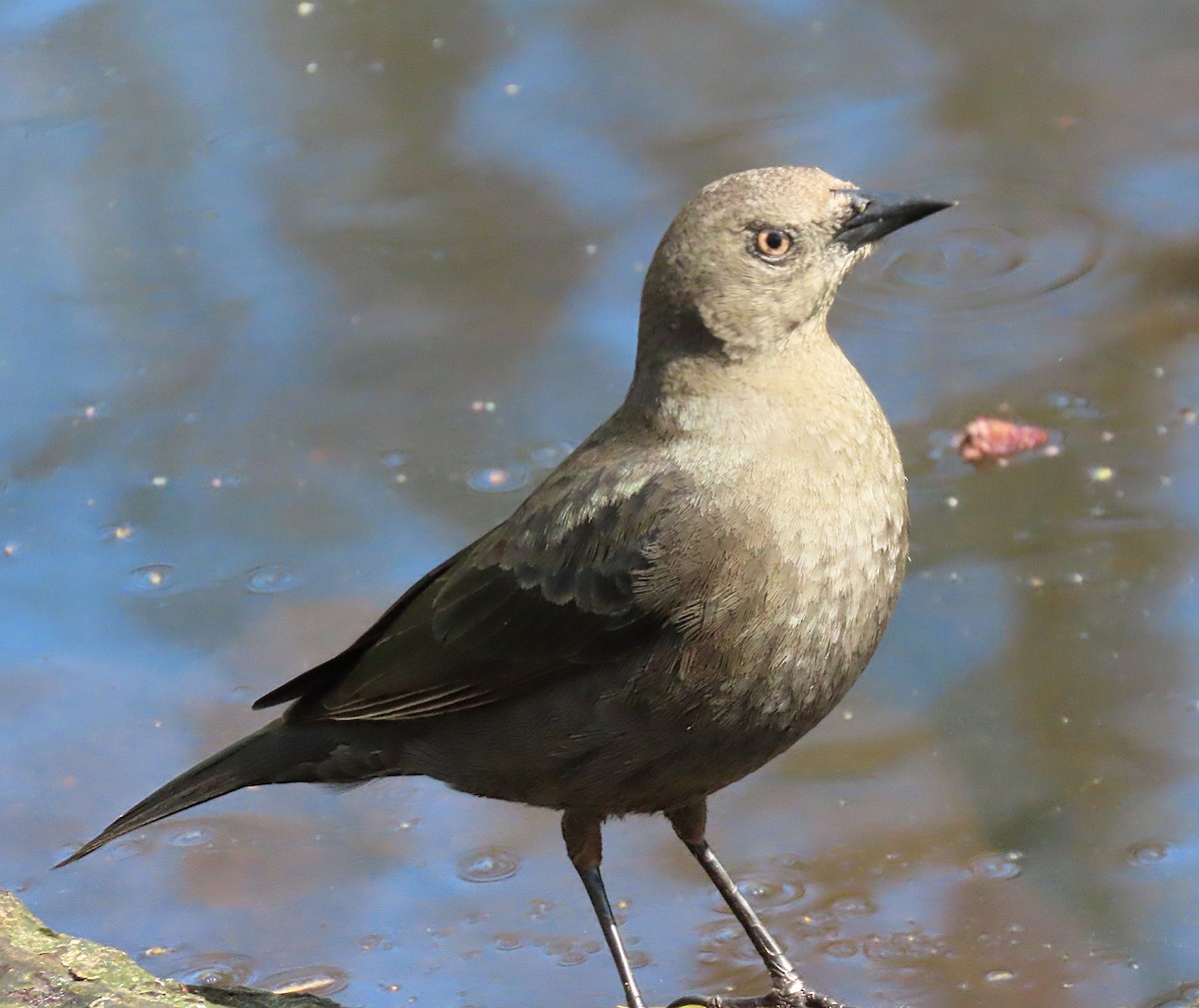 purpurhodetrupial - ML633894962