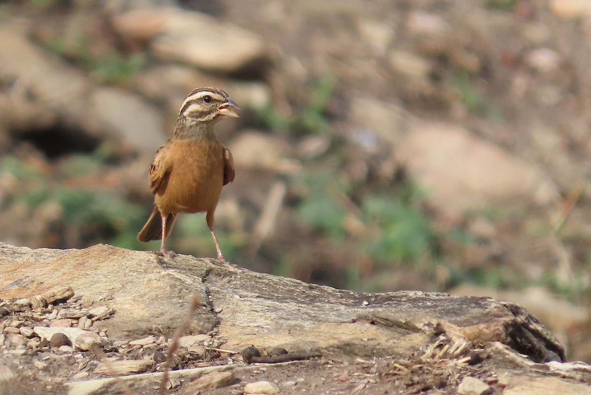 Gosling's Bunting - ML633894964
