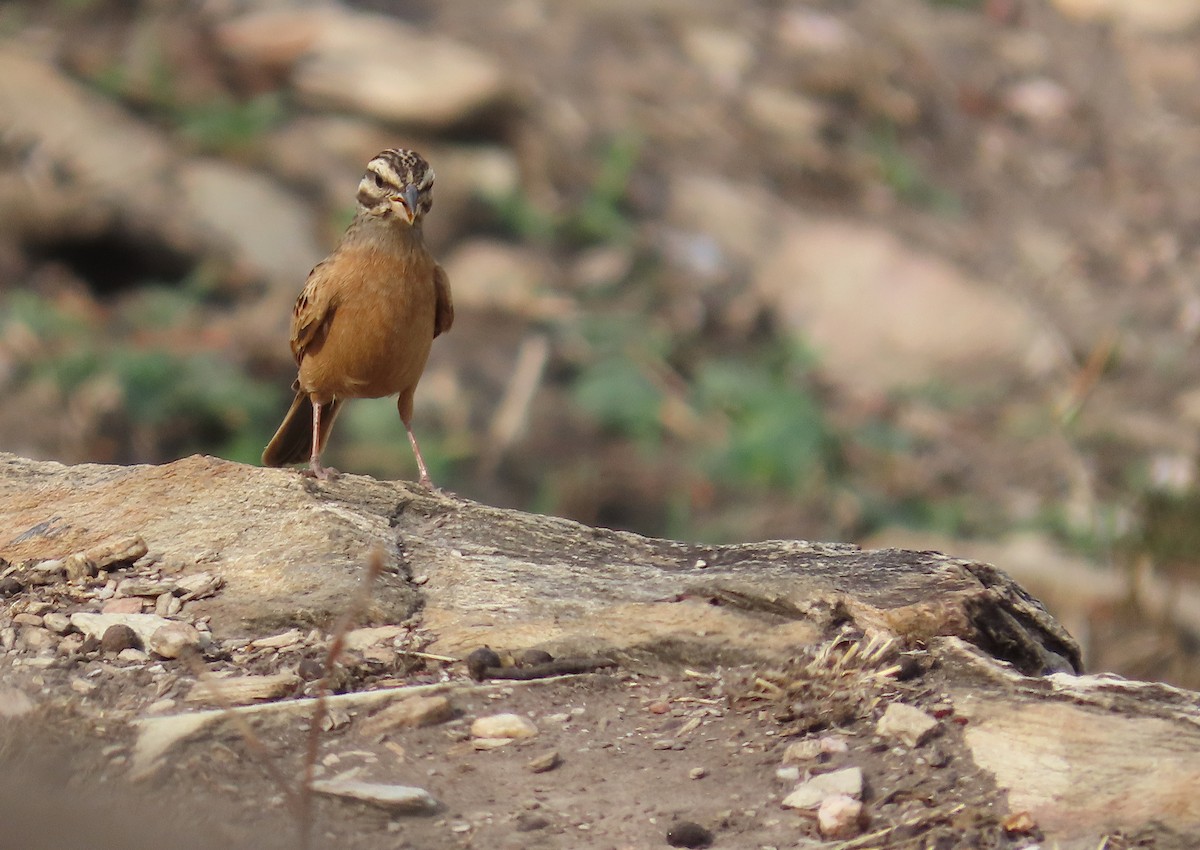 Gosling's Bunting - ML633894974