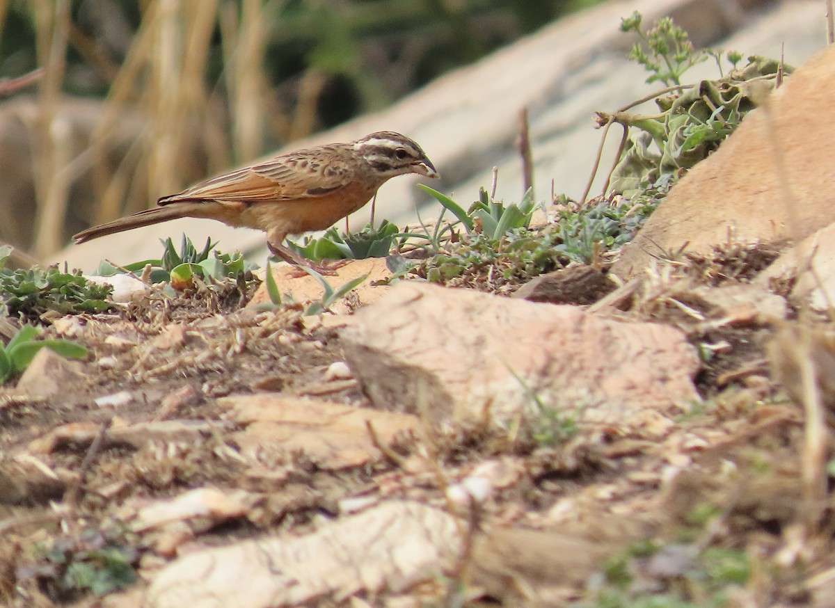 Gosling's Bunting - ML633894979