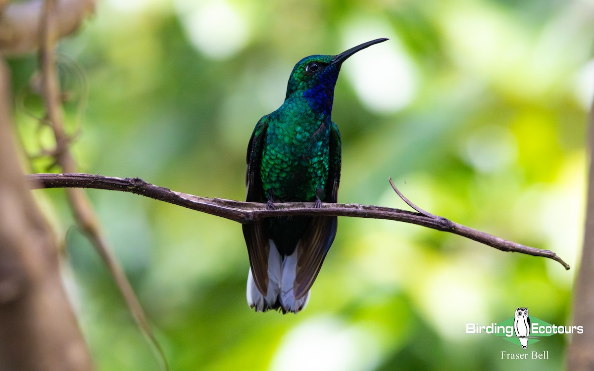 White-tailed Sabrewing - ML633895049