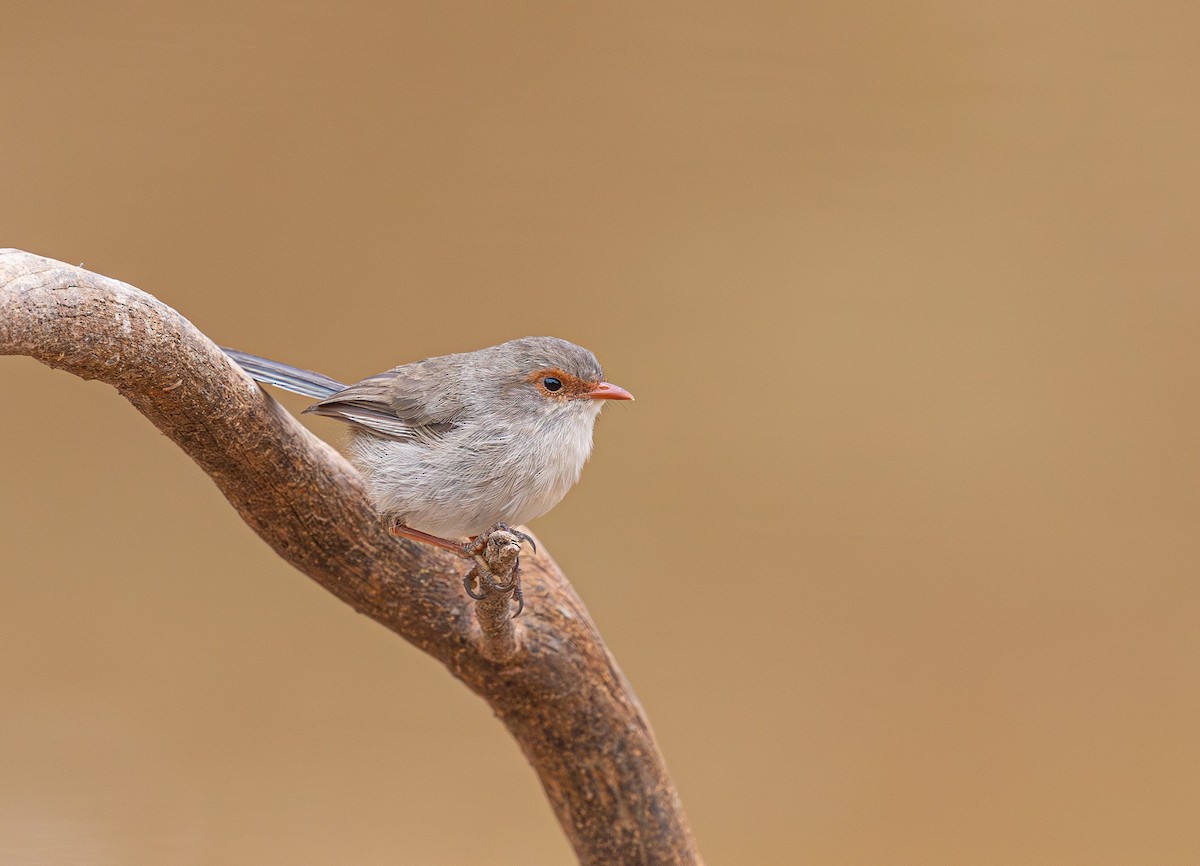 Superb Fairywren - ML633895090