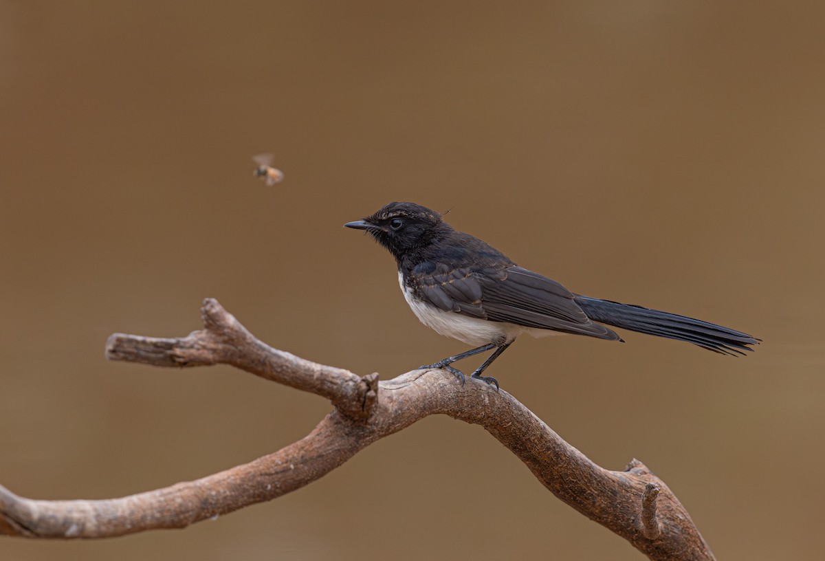 Willie-wagtail - ML633895103