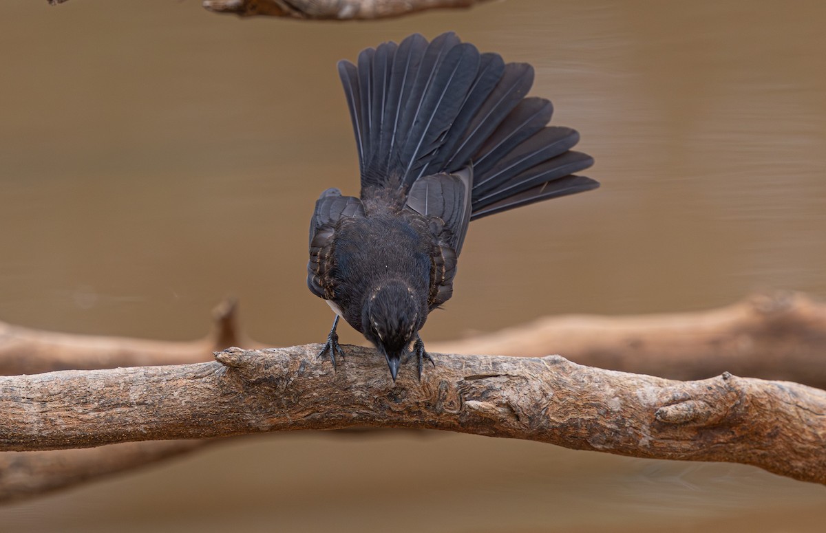 Willie-wagtail - ML633895104