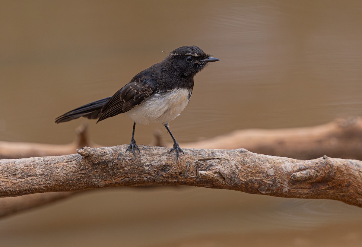 Willie-wagtail - ML633895105