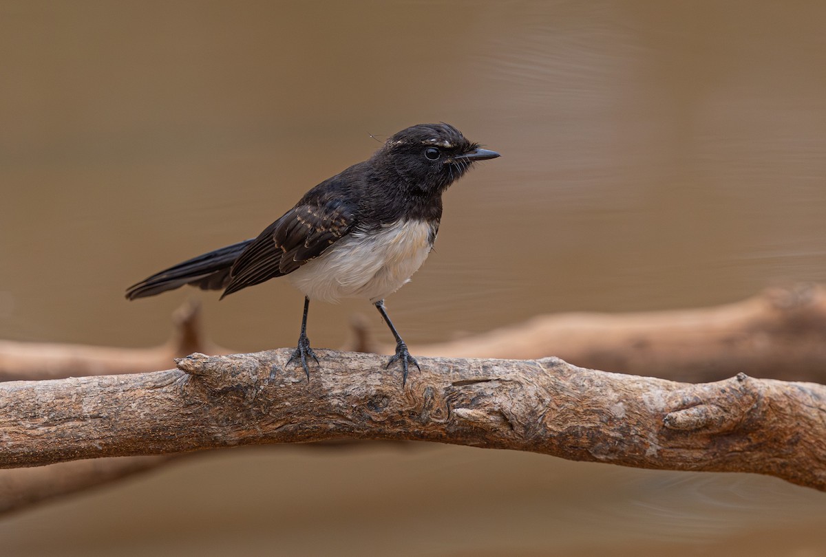 Willie-wagtail - ML633895106