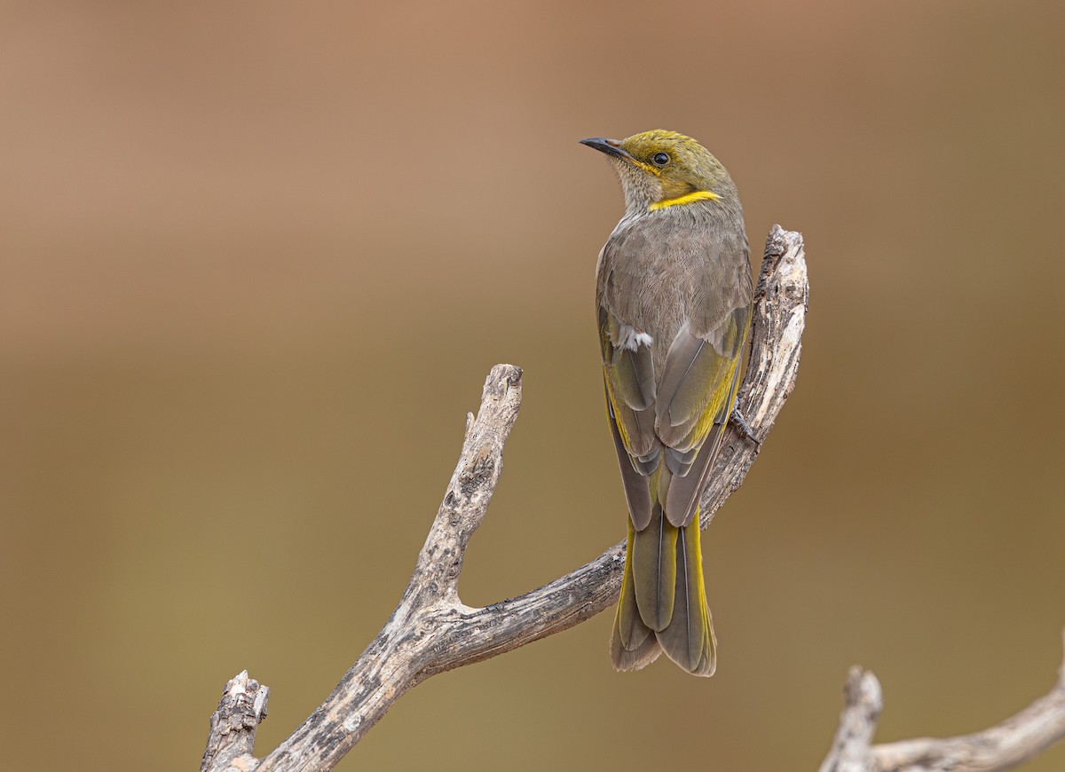 Yellow-plumed Honeyeater - ML633895108