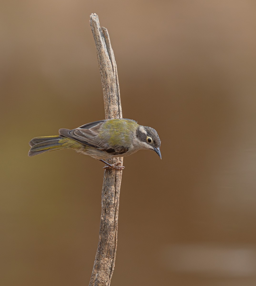 Brown-headed Honeyeater - ML633895116