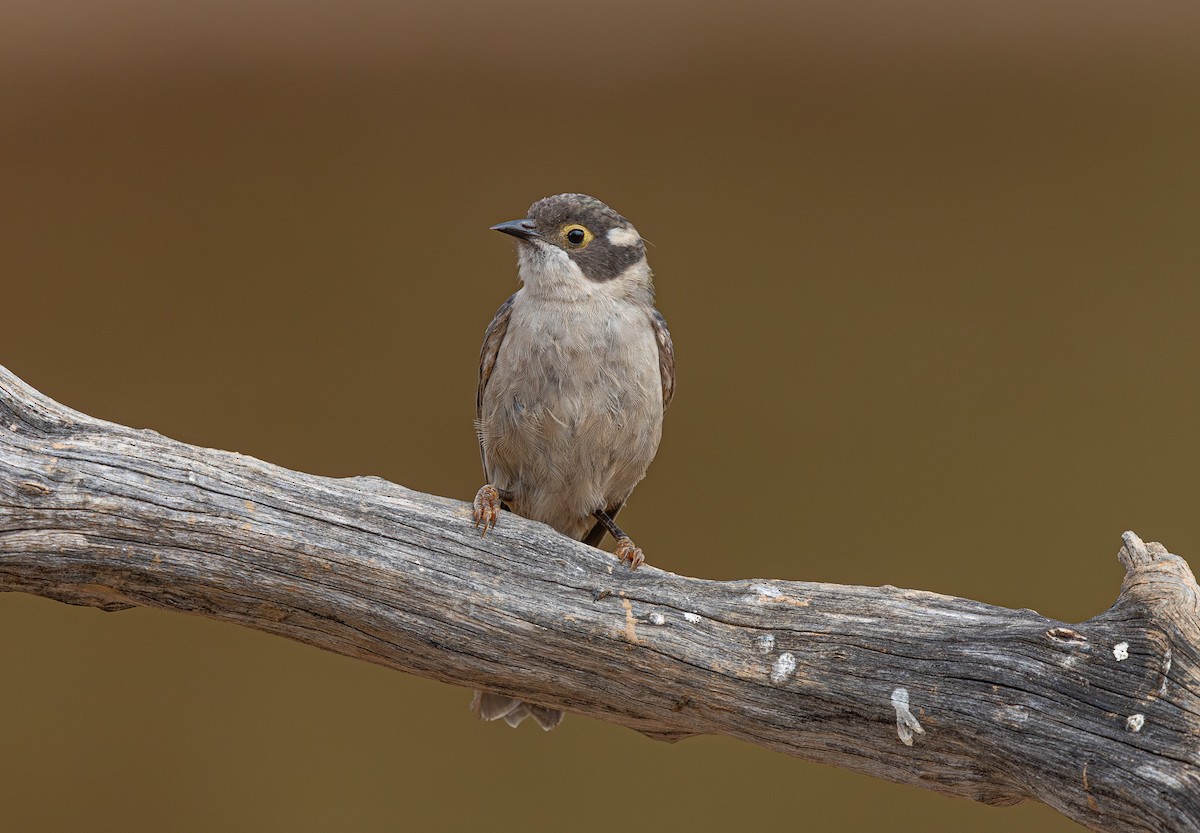 Brown-headed Honeyeater - ML633895117