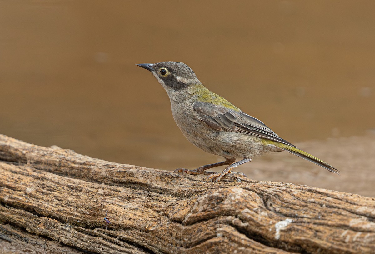Brown-headed Honeyeater - ML633895118