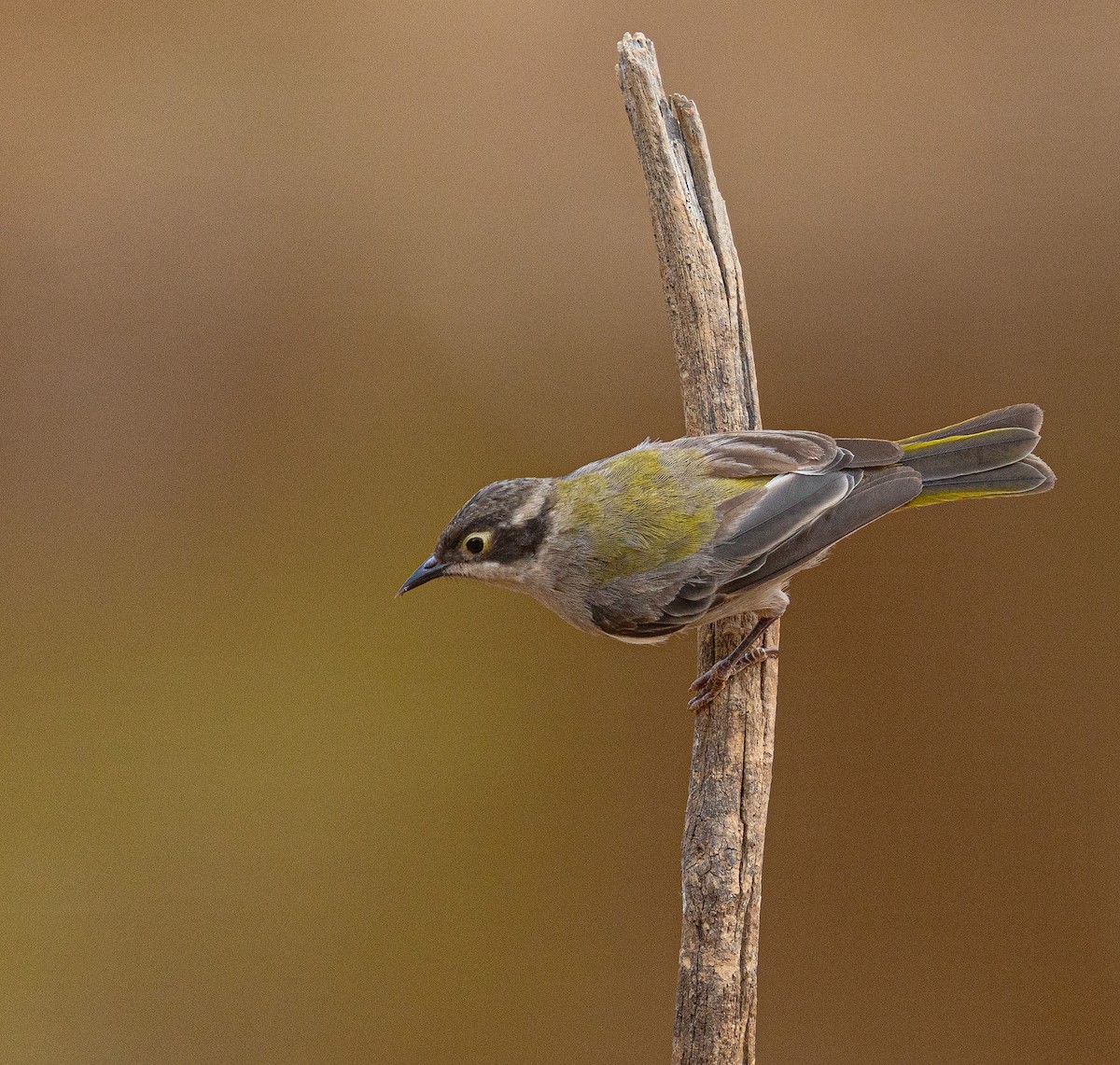Brown-headed Honeyeater - ML633895119