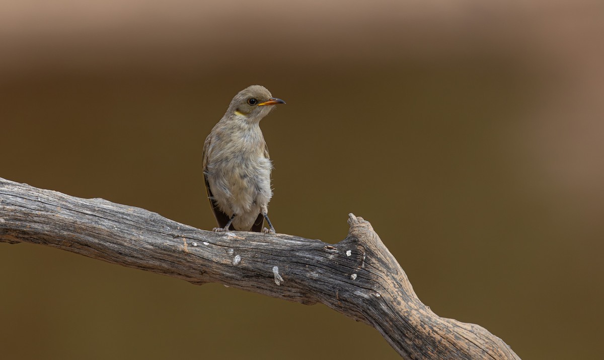 Fuscous Honeyeater - ML633895126