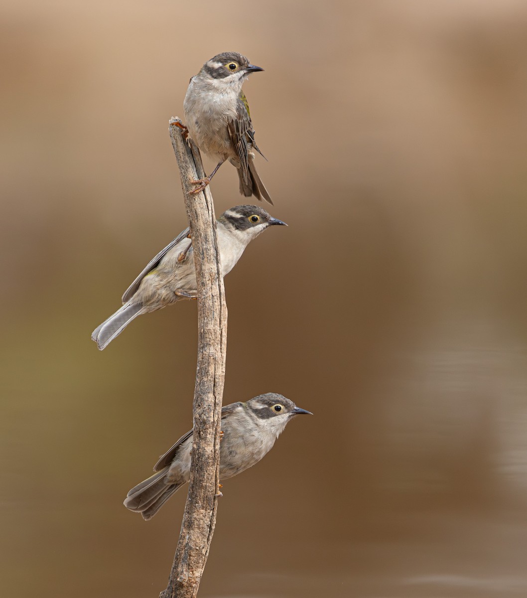 Brown-headed Honeyeater - ML633895134