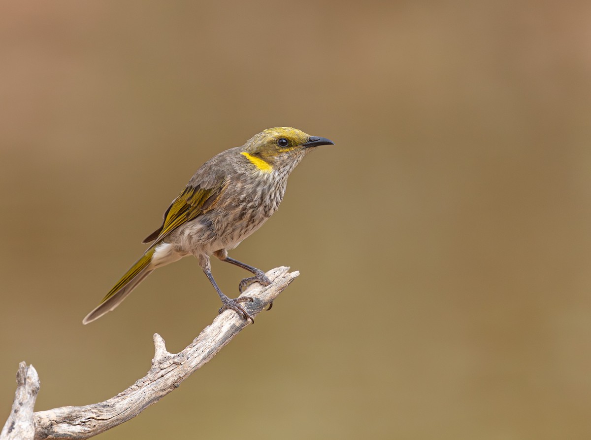 Yellow-plumed Honeyeater - ML633895139