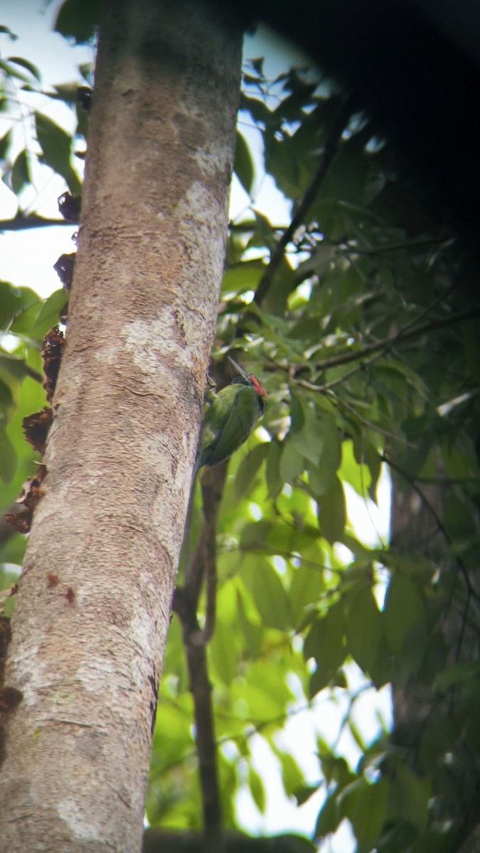 Blue-eared/Black-eared Barbet - ML633895166