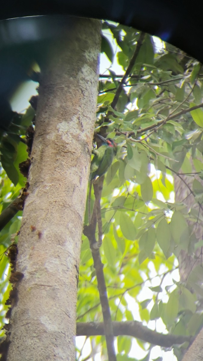 Blue-eared/Black-eared Barbet - ML633895167