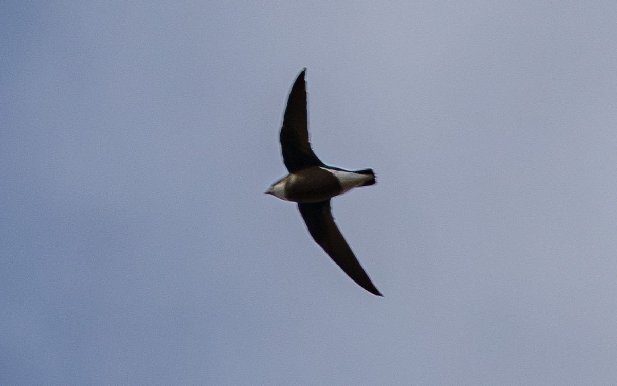 White-throated Needletail - ML633895208