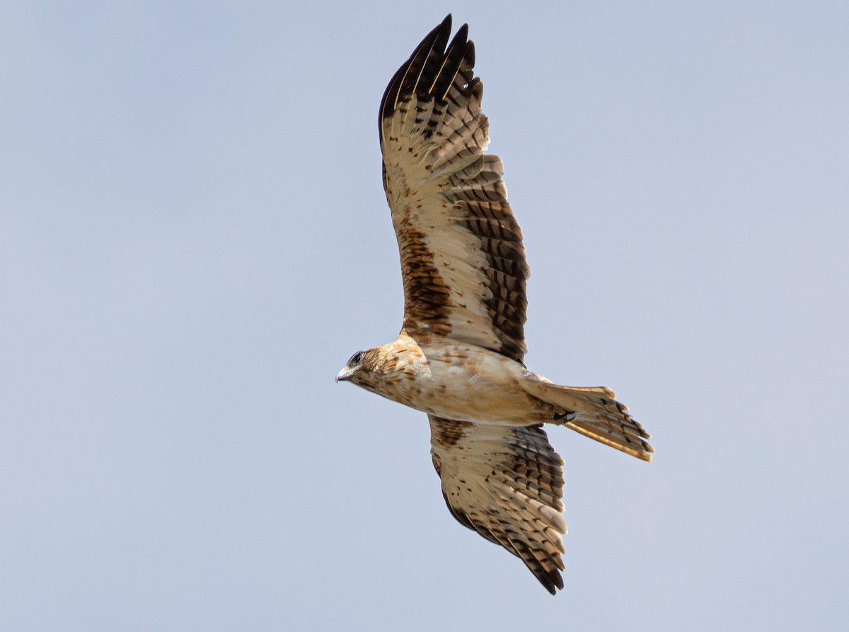 Little Eagle - ML633895210