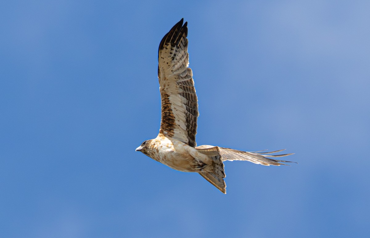 Little Eagle - ML633895211