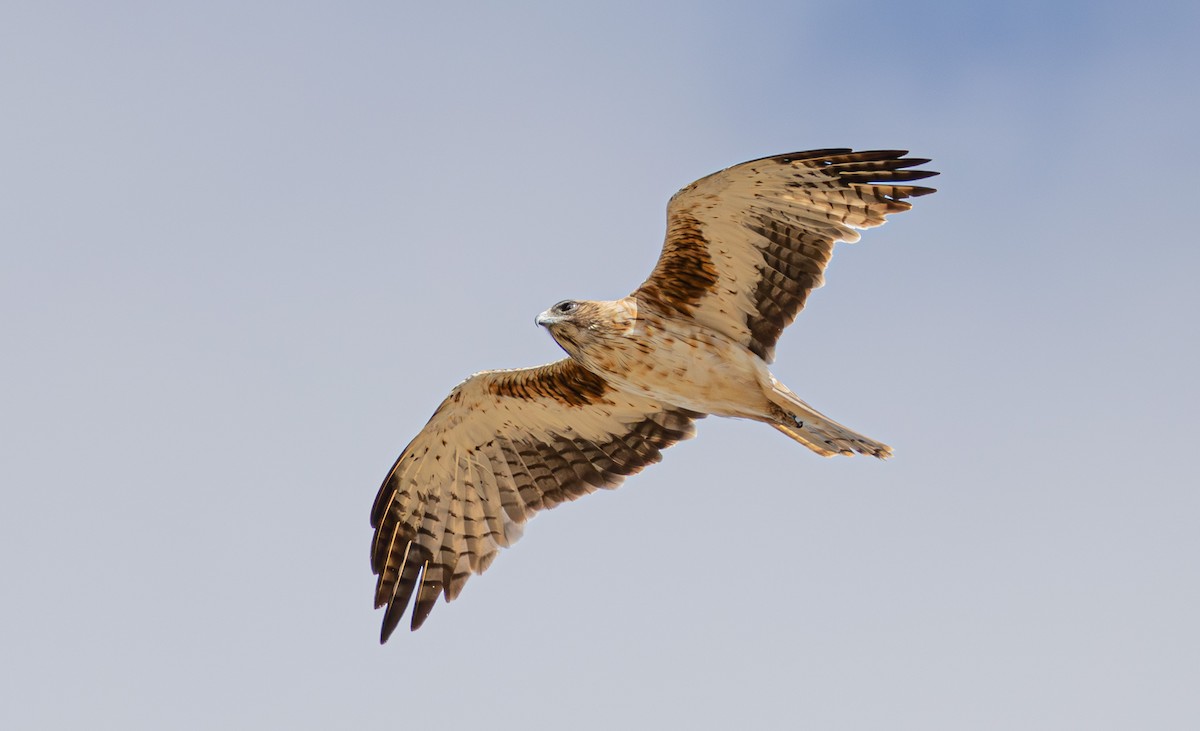 Little Eagle - ML633895212